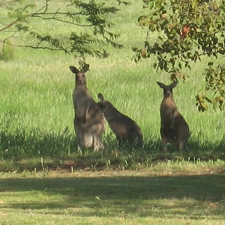 Bed and Breakfast Pericoe Retreat Dubbo Esterno foto