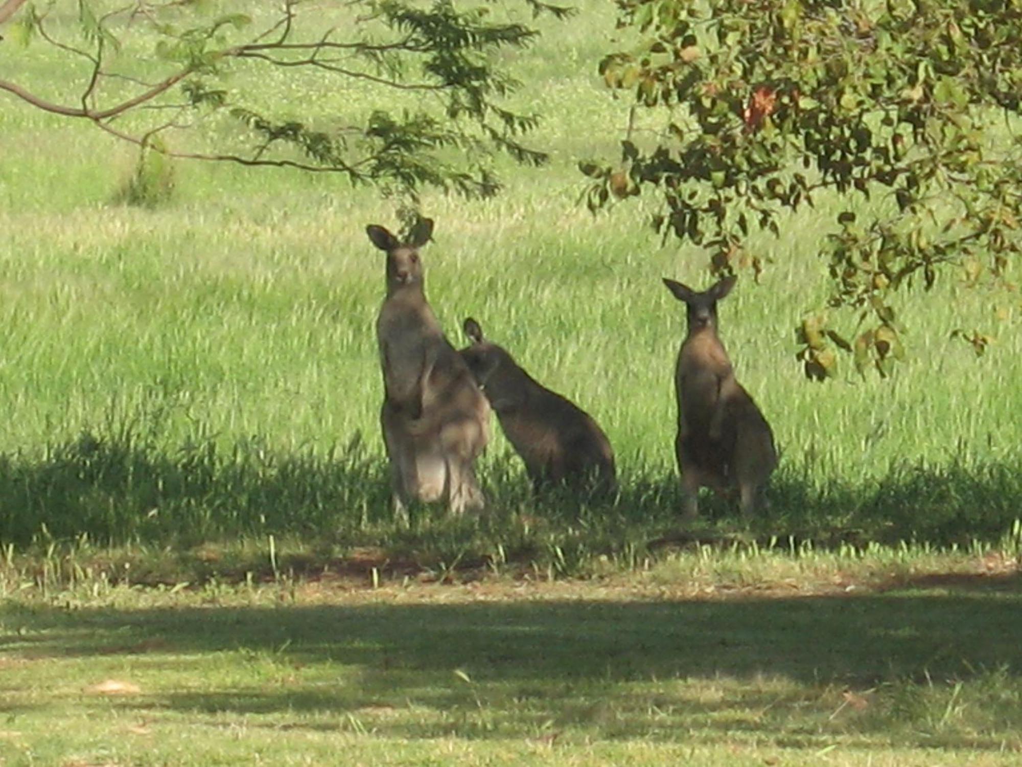 Bed and Breakfast Pericoe Retreat Dubbo Esterno foto